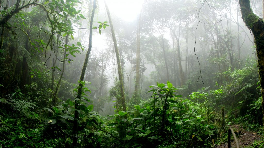 Photo by David Riaño Cortés: https://www.pexels.com/photo/rainforest-surrounded-by-fog-975771/