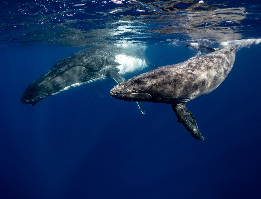 Whales migrate across great distances, their songs echoing through the sea