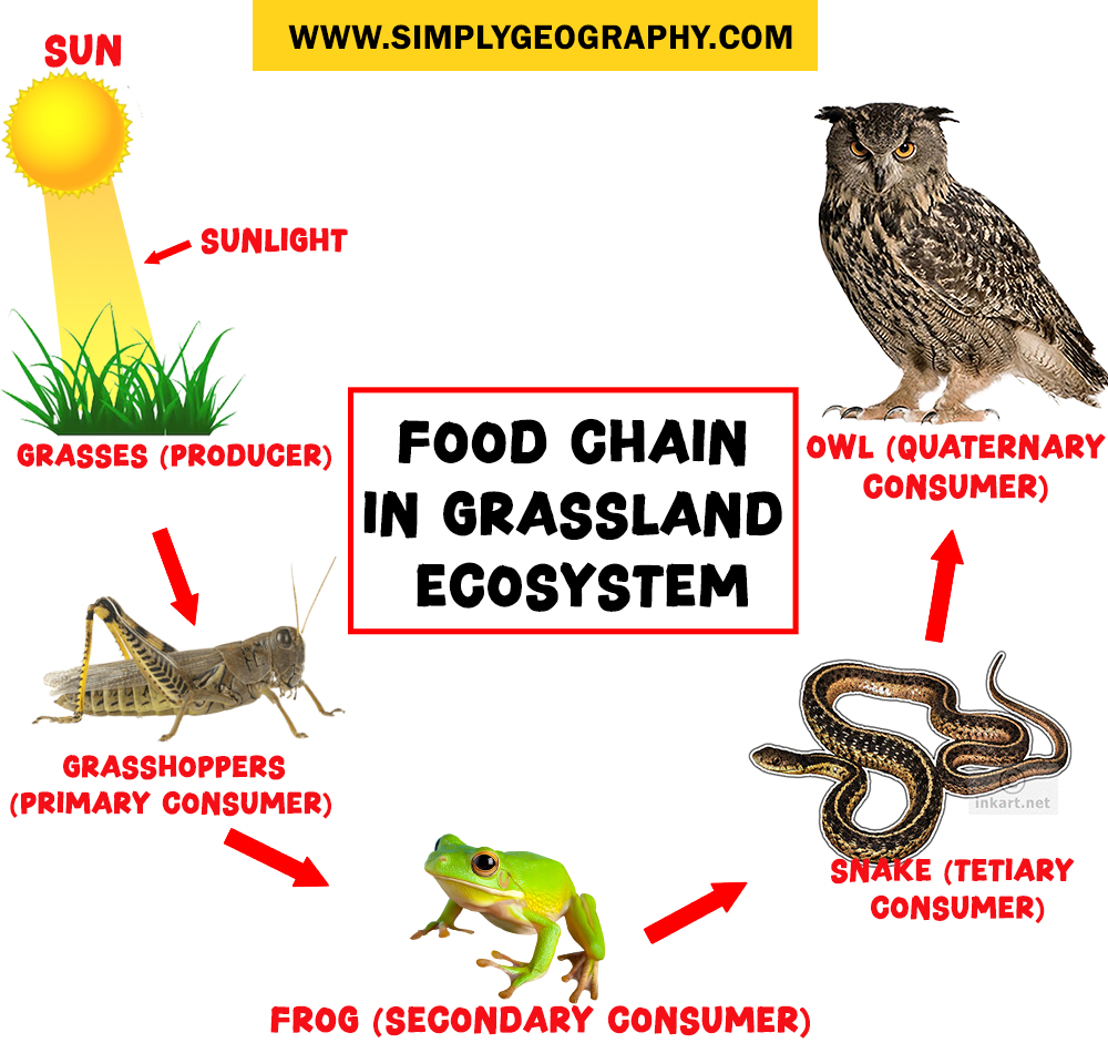 Food chain in Grassland Ecosystem 